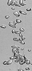 Fig 2 : Photograph taken from different location of column in Tween20/water system at C s =0.05%vol and u g =0.13cm/s Location A , B , C and D