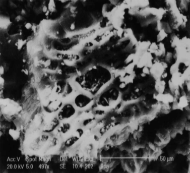Figure 3: SEM analyses b) Phenolic compounds usedIn Table(2), the main characteristics of the molecules studied are grouped together. Other more conventional characteristics such as melting and boiling temperatures are also given in this table. These give